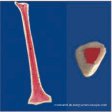 Menschliches Skelett Anatomisches Modell Medizinische Produkte (R010111)